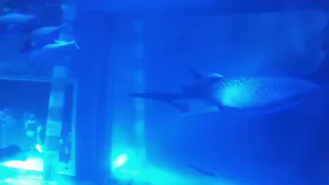 のとじま水族館に投稿された画像（2026/9/22）