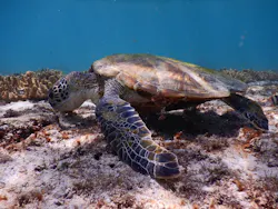 SEA ENJOY（シーエンジョイ）に投稿された画像（2026/9/22）