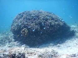 SEA ENJOY（シーエンジョイ）に投稿された画像（2026/9/22）