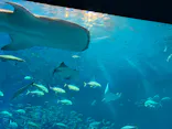 沖縄美ら海水族館×JUNGLIA OKINAWA（ジャングリア沖縄）に投稿された画像（2026/9/22）