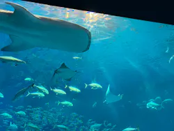 沖縄美ら海水族館×JUNGLIA OKINAWA（ジャングリア沖縄）に投稿された画像（2026/9/22）