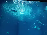 アクアワールド茨城県大洗水族館に投稿された画像（2026/9/22）