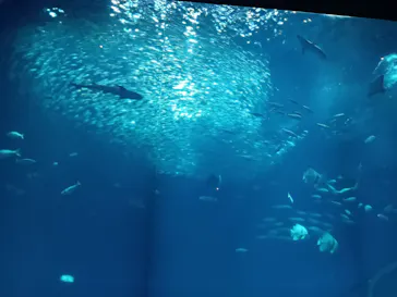 アクアワールド茨城県大洗水族館に投稿された画像（2026/9/22）