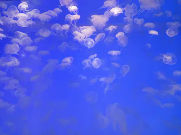 アクアワールド茨城県大洗水族館に投稿された画像（2026/9/22）