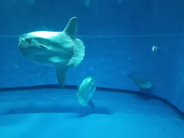 アクアワールド茨城県大洗水族館に投稿された画像（2026/9/22）