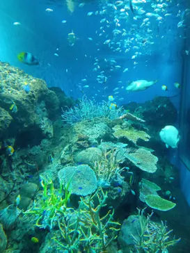 アクアワールド茨城県大洗水族館に投稿された画像（2026/9/22）