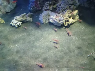 アクアワールド茨城県大洗水族館に投稿された画像（2026/9/22）