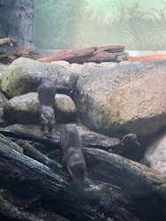 世界淡水魚園水族館　アクア・トトぎふに投稿された画像（2026/9/22）