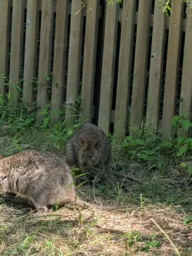 こども動物自然公園（埼玉県公園緑地協会）に投稿された画像（2026/9/22）
