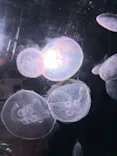 京都水族館に投稿された画像（2026/9/23）