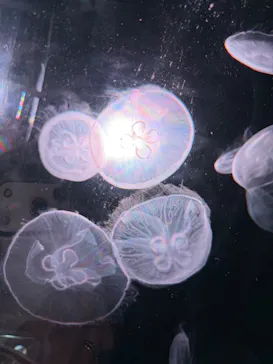 京都水族館に投稿された画像（2026/9/22）