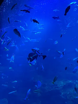 京都水族館に投稿された画像（2026/9/22）