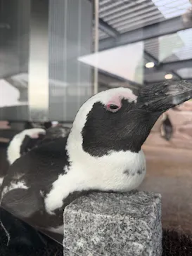 京都水族館に投稿された画像（2026/9/22）