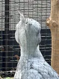 恩賜上野動物園に投稿された画像（2026/9/23）