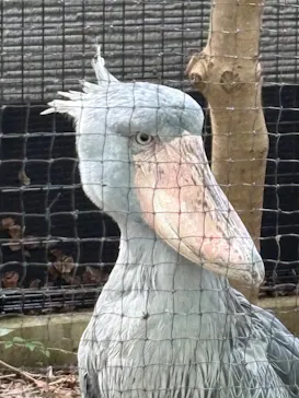 恩賜上野動物園に投稿された画像（2026/9/22）