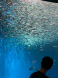 名古屋港水族館に投稿された画像（2026/9/23）