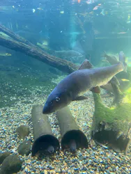 世界淡水魚園水族館　アクア・トトぎふに投稿された画像（2026/9/22）