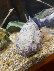 世界淡水魚園水族館　アクア・トトぎふに投稿された画像（2026/9/22）