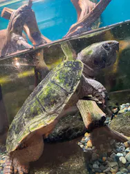 世界淡水魚園水族館　アクア・トトぎふに投稿された画像（2026/9/22）