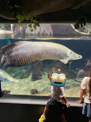 世界淡水魚園水族館　アクア・トトぎふに投稿された画像（2026/9/22）