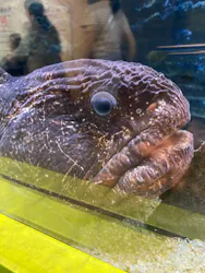 世界淡水魚園水族館　アクア・トトぎふに投稿された画像（2026/9/22）