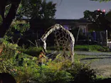 天王寺動物園に投稿された画像（2026/9/23）