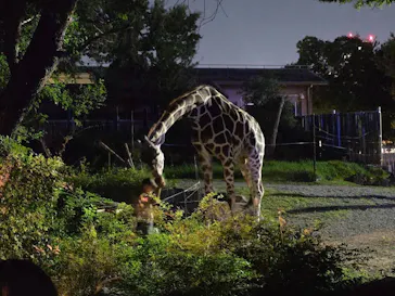天王寺動物園に投稿された画像（2026/9/22）