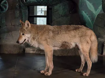 天王寺動物園に投稿された画像（2026/9/22）