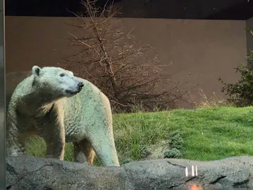 天王寺動物園に投稿された画像（2026/9/22）