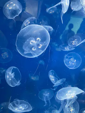 葛西臨海水族園に投稿された画像（2026/9/22）