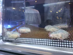 すみだ水族館に投稿された画像（2026/9/22）