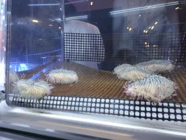 すみだ水族館に投稿された画像（2026/9/22）