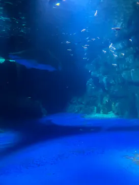 横浜・八景島シーパラダイスに投稿された画像（2026/9/22）