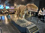 福井県立恐竜博物館に投稿された画像（2026/9/23）