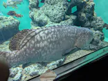 葛西臨海水族園に投稿された画像（2026/9/23）