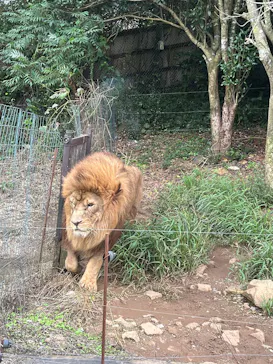 秋吉台自然動物公園 サファリランドに投稿された画像（2026/9/23）