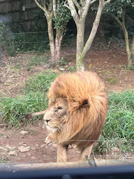 秋吉台自然動物公園 サファリランドに投稿された画像（2026/9/23）