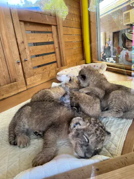 秋吉台自然動物公園 サファリランドに投稿された画像（2026/9/23）