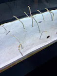 すみだ水族館に投稿された画像（2026/9/23）