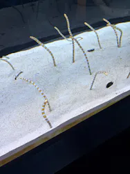 すみだ水族館に投稿された画像（2026/9/23）