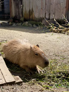 宇都宮動物園に投稿された画像（2026/9/23）
