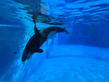 名古屋港水族館に投稿された画像（2026/9/23）