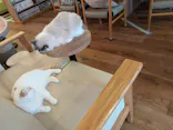 猫カフェモカ　池袋東口店に投稿された画像（2026/9/23）