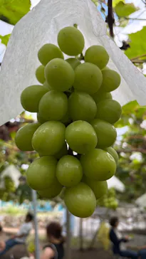 一古園に投稿された画像（2026/9/23）