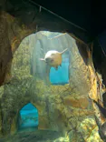 男鹿水族館GAOに投稿された画像（2026/9/23）