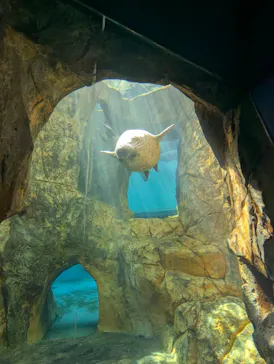 男鹿水族館GAOに投稿された画像（2026/9/23）