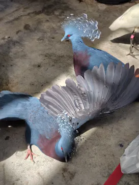 掛川花鳥園に投稿された画像（2026/9/23）