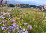 白馬五竜高山植物園に投稿された画像（2026/9/23）