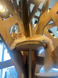 猫カフェモカ 京都河原町店に投稿された画像（2026/9/23）