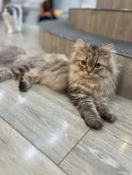 猫カフェモカ 京都河原町店に投稿された画像（2026/9/23）
